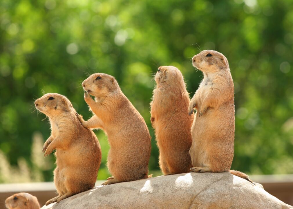 Prairie dogs